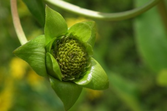 silphium perfoliatum